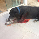 Şehrin göbeğinde dehşet anları: Tüfeği ile köpeği acımadan vurdu üç kadını da yaraladı