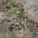 Çorum'daki 'rekortmen fidanlar' özenle büyütülüyor