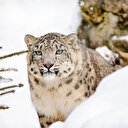 3 kar leoparı koronavirüsten öldü