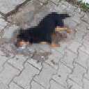 İzmir'de yürek yakan manzara: 31 köpek zehirlenerek öldürüldü
