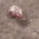 Van'da korkunç olay: Çobanlar görüp jandarmaya haber verdi