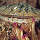 Akdeniz'de büyük tehlike: Yok olma tehdidiyle kaşı karşıyalar