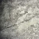 Nesli tükendi sanılıyordu: Türkiye'de ortaya çıktı