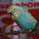 Muhabbet kuşu Yiğido'dan Muslera'ya mesaj