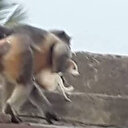 Böyle intikam görülmedi: Maymunlar 250 köpeği öldürdü