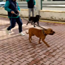 Gaziantep'te küçük çocuğu ağır yaralayan iki pitbull güçlükle yakalandı