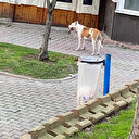 Bir pitbull saldırısı da Sultangazi'de: Polis halı sahaya hapsetmek zorunda kaldı