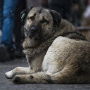 Bakanlık sahipsiz ve tehlike arz eden hayvanlarla ilgili önlemler kapsamında 81 ile genelge gönderdi