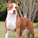 Pitbull sahipleri böyle
canavarlaştırıyor: Ne kadar saldırgan olursa o kadar iyi!