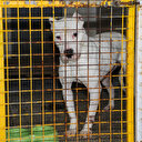 İçişleri Bakanlığı duyurdu: Tehlikeli köpek ırklarını besleyen 384 kişiye ceza