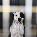 Sahipsiz pitbull ekipleri alarma geçirdi