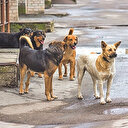 14 Ocak tarihine dikkat: Sokak köpeği artabilir