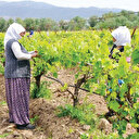 Yeni ekonomi modelinde kredide tarıma öncelik verilecek
