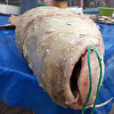 Erzincan'da yakalandı gören şaşkına döndü: 70 kilogram ağırlığında ve bir metre 64 santim boyunda