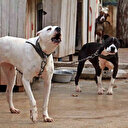 Tehlikeli köpek ırkları için son kayıt tarihi 14 Ocak