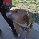 Türkiye genelinde tehlike arz eden 23 bin 406 köpek kayıt altına alındı