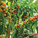 İklim değişikliğine karşı alternatif üretim planı: Akdeniz'de kahve Marmara'da pamuk