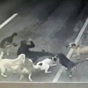 Bakırköy'de yürüyüşe çıkan iş adamına 6 köpek saldırdı: İBB'ye dava açacağım