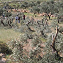 Yahudi yerleşimciler Filistinlilere ait 400’den fazla zeytin ağacını söktü