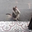 Sevimli kedi Rıfkı patilerini birleştirip mama istiyor