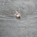 Afyonkarahisar'da su samuru şaşkınlığı
