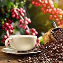 Bilim insanları araştırdı: Dünyada kahve yetiştirilen alanlar 30 yılda yok olacak