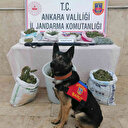 Zehir tacirlerine geçit yok: Jandarmadan büyük operasyon