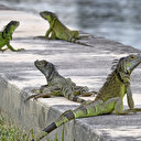 Meteoroloji uzmanlarından korkutan uyarı: Gökten iguana yağacak