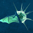 Yeni koronavirüs salgını 1 mutasyon uzaklıkta: DSÖ NeoCov tehlikesi için ne dedi?