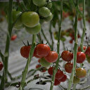 Eksi 20 derecede dahi üretiliyor: İhracatından 70 milyon euro gelir sağlanıyor