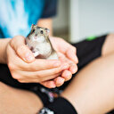 Tek düşman yarasa değilmiş: Korona hamsterlardan insanlara bulaştı