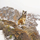 İçinde kurt taşıyanların filmi: Mavzer