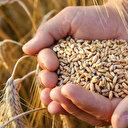 BM Dünya Gıda Programı Temsilcisi Grede'den Rusya-Ukrayna geriliminde buğday uyarısı