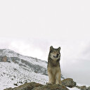 Fatih Özcan’ın yazıp yönettiği Mavzer vizyonda: Doğada sınırı aşan kaybedir