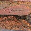 CHP'li İBB 112 tarihi çınarı kökünden kestirmişti: 'Ağaçlar kurtarılabilirdi'