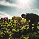 Cumhurbaşkanı Erdoğan duyurdu: Çiftçilere sulama ve kredi müjdesi