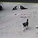 Anne ve oğul köpekten kaçarken aracın altında kalmaktan son anda kurtuldu