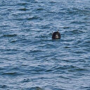 İstanbul Boğazı'nda ikinci mayın alarmı iddiası: Güvenlik kaynakları yalanladı