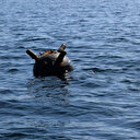 Ukrayna'nın döşediği mayınlar dünyaya yayılıyor: Türkiye'nin ardından Romanya'da da görüldü