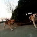 Üniversite öğrencisi kampüste köpeklerin saldırısına uğradı