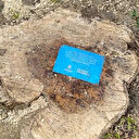 Yine İBB yine ağaç katliamı: Onlarcasını kökünden kestiler