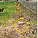 İBB Topkapı'da onlarca ağacı 'hasta' diye katletmişti: Hepsi sağlıklıymış