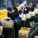 Yaş meyve sebze 762 milyon dolar getirdi