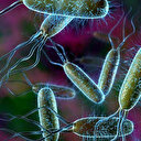 Salmonella belirtileri nelerdir? Salmonella bakterisi nasıl anlaşılır?