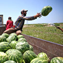 Karpuzu zirai don vurdu: Dört hafta geç hasat edilecek