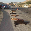 Mersin’de işçi minibüsü sürüye çarptı: 15 hayvan telef oldu