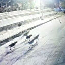 Köpek sürüsü vatandaşlara kabusu yaşatıyor