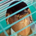 Antalya'da bir evin bahçesine düşmüştü: Nesli tükeniyor koruma altına alındı