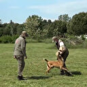 Milli Savunma Bakanlığı paylaştı: Mehmetçiğin kolu kanadı olan can dostları böyle eğitiliyor
