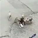 Ankara’da başıboş köpek dehşeti: Sekizi birden yolda yürüyen genç kıza saldırdı